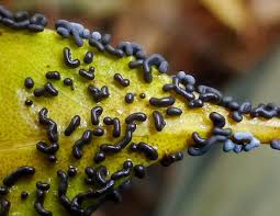 Attēlu rezultāti vaicājumam “Physarum cinereum macro”