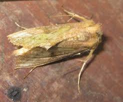 Attēlu rezultāti vaicājumam “Trichia longipalpis”