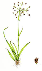 Attēlu rezultāti vaicājumam “Luzula pilosa bud”