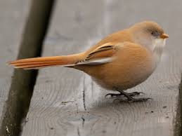 Attēlu rezultāti vaicājumam “Panurus biarmicus female”