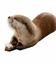 Image result for Cults Otters Amateur Swimming Club