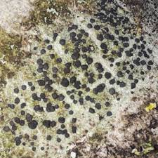 Attēlu rezultāti vaicājumam “Lecidella elaeochroma”