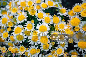 Image result for Chrysanthemum leucanthemum