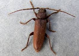 Attēlu rezultāti vaicājumam “Criocephalus rusticus”