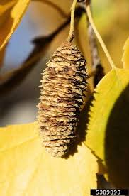 Attēlu rezultāti vaicājumam “Betula pendula flower”