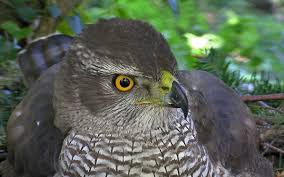 Image result for Goshawks G C