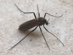 Attēlu rezultāti vaicājumam “Chironomidae imago”