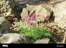 Attēlu rezultāti vaicājumam “Armeria vulgaris leaf”