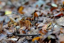 Attēlu rezultāti vaicājumam “Macrotyphula juncea”