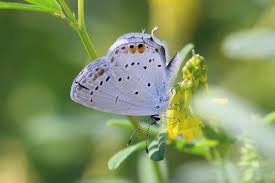 Attēlu rezultāti vaicājumam “Everes argiades male”