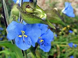Attēlu rezultāti vaicājumam “Commelina coelestis flower”