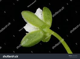 Attēlu rezultāti vaicājumam “Sagina procumbens flower”