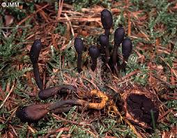 Attēlu rezultāti vaicājumam “Cordyceps ophioglossoides”