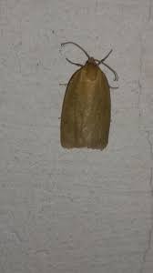 Attēlu rezultāti vaicājumam “Aphelia paleana”