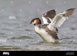 Attēlu rezultāti vaicājumam “Podiceps cristatus adult”