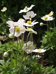 Attēlu rezultāti vaicājumam “Anemone sylvestris fruit”