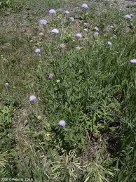 Image result for Knautia arvensis