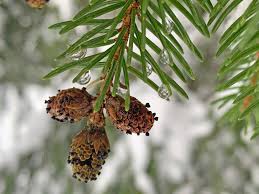 Attēlu rezultāti vaicājumam “Picea abies male flower”