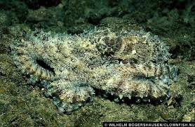 Image result for Octopus vulgaris