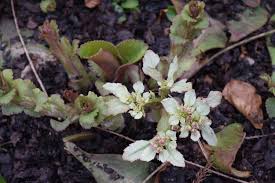 Attēlu rezultāti vaicājumam “Chrysosplenium alternifolium leaf”