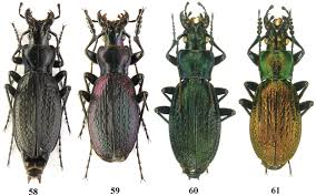 Attēlu rezultāti vaicājumam “Carabus arcensis”