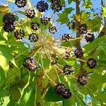 Attēlu rezultāti vaicājumam “Kalopanax septemlobus fruit”