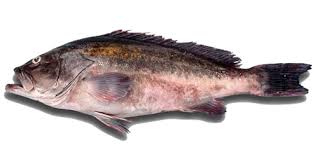 Image result for Epinephelus costae