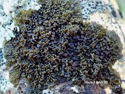 Attēlu rezultāti vaicājumam “Collema”