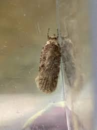 Attēlu rezultāti vaicājumam “Agonopterix ciliella imago”