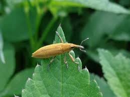 Attēlu rezultāti vaicājumam “Lixus iridis”