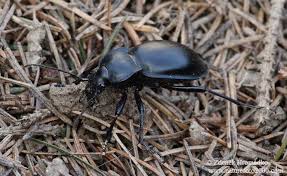 Attēlu rezultāti vaicājumam “Carabus glabratus”
