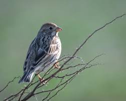 Image result for Emberiza calandra