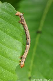 Attēlu rezultāti vaicājumam “Colotois pennaria”