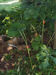 Attēlu rezultāti vaicājumam “Podophyllum hexandrum”