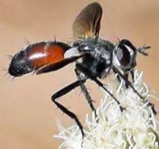 Attēlu rezultāti vaicājumam “Cylindromyia sp.”