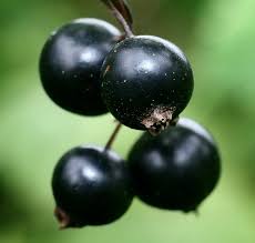 Attēlu rezultāti vaicājumam “Ribes nigrum fruit”