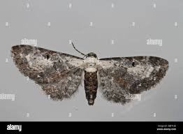 Attēlu rezultāti vaicājumam “Eupithecia succenturiata”