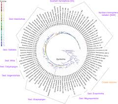 Attēlu rezultāti vaicājumam “Antitrichia curtipendula sporophyte”