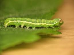 Attēlu rezultāti vaicājumam “Cosmia trapezina”