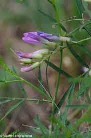 Attēlu rezultāti vaicājumam “Astragalus arenarius leaf”