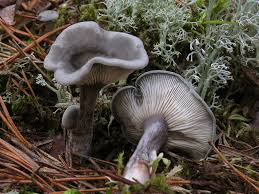 Attēlu rezultāti vaicājumam “Cantharellula umbonata”