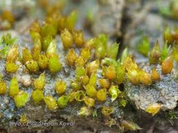 Attēlu rezultāti vaicājumam “Acaulon muticum”