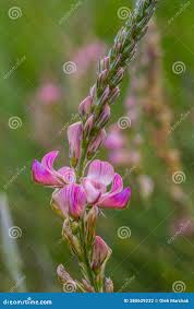 Attēlu rezultāti vaicājumam “Onobrychis arenaria leaf”