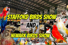Image result for England Staffordshire Birding Club