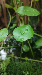 Attēlu rezultāti vaicājumam “Hydrocotyle vulgaris leaf”