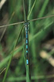 Attēlu rezultāti vaicājumam “Coenagrion hastulatum”