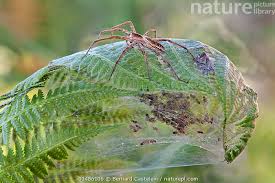 Attēlu rezultāti vaicājumam “Pisaura mirabilis female”