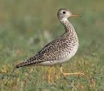 Image result for Bartramia longicauda