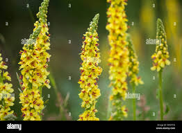 Image result for Königskerzen