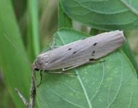 Attēlu rezultāti vaicājumam “Pelosia muscerda”